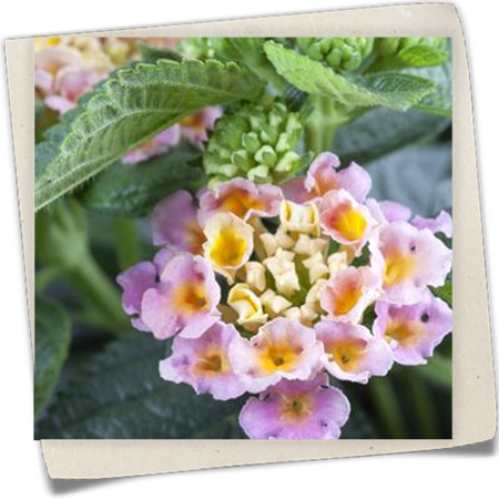 Wandelröschen 'Bicolor' Wandelröschen 'Bicolor'