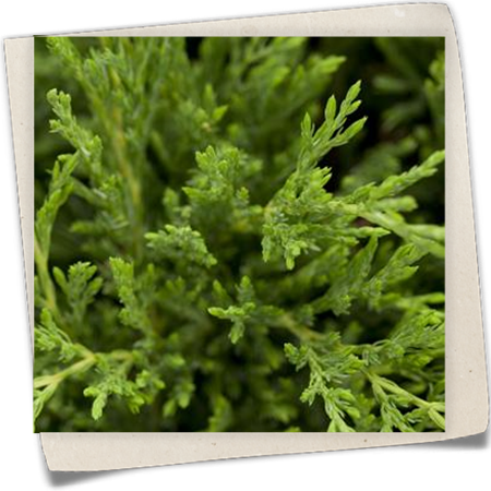 Teppichwacholder Teppichwacholder