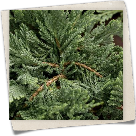 Teppichwacholder 'Blue Chip' Teppichwacholder 'Blue Chip'