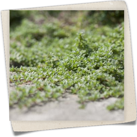 Teppichwacholder 'Blue Pygmy' Teppichwacholder 'Blue Pygmy'