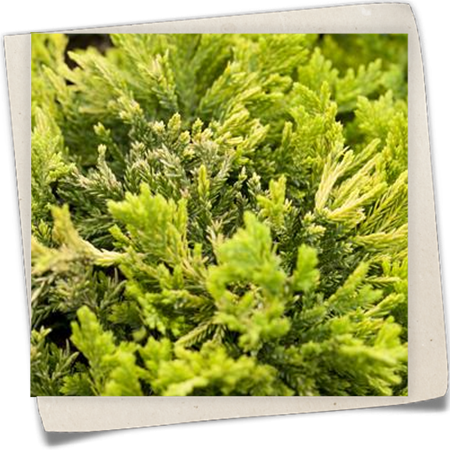 Goldener Teppichwacholder 'Golden Carpet' Goldener Teppichwacholder 'Golden Carpet'