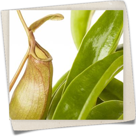 Kannenpflanze Kannenpflanze