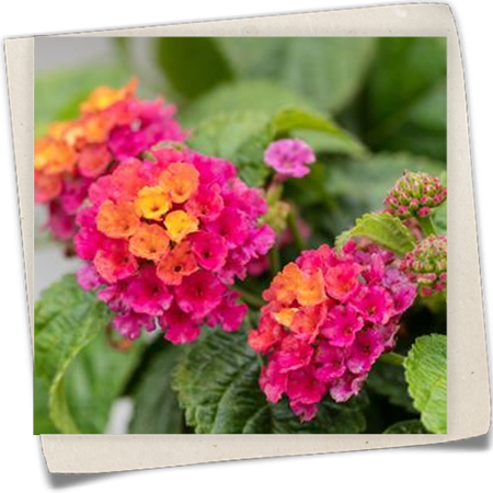 Wandelröschen 'Havana' Wandelröschen 'Havana'