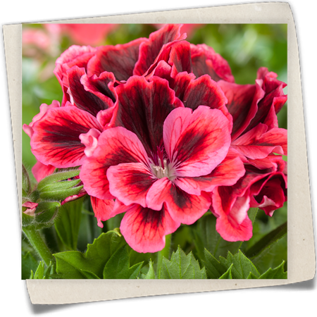 Edelgeranie Edelgeranie