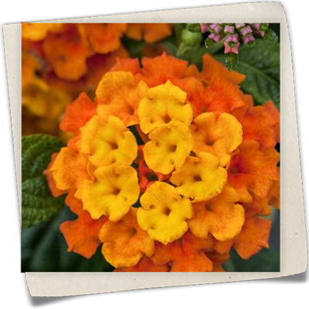 Wandelröschen Wandelröschen