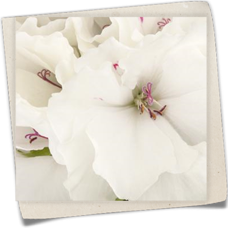 Edelgeranie Edelgeranie