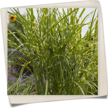 Garten-Chinaschilf 'Gold Breeze'® Garten-Chinaschilf 'Gold Breeze'®