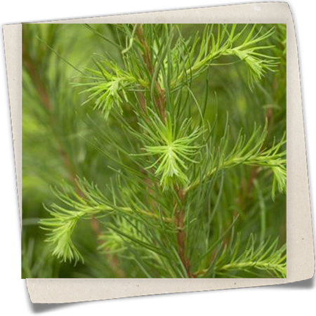 Europäische Lärche Europäische Lärche