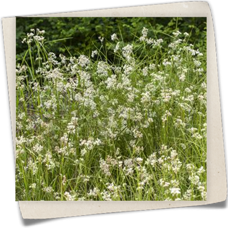 Schnee-Hainsimse Schnee-Hainsimse