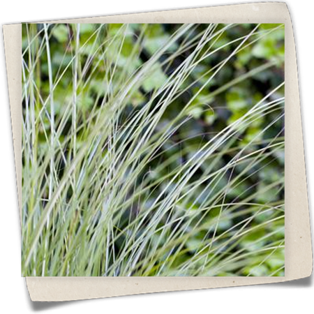 Garten-Chinaschilf 'Gracillimus' Garten-Chinaschilf 'Gracillimus'