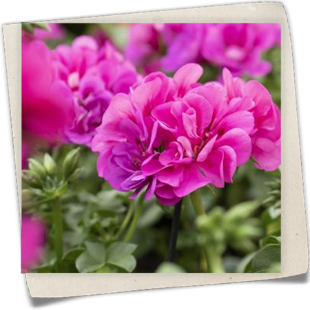 Pelargonie 'Great Balls of Fire' Pelargonie 'Great Balls of Fire'