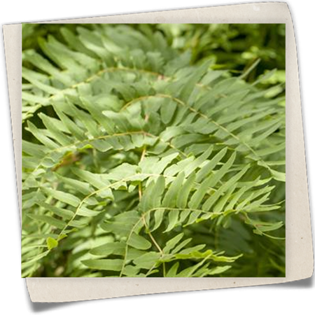 Königsfarn Königsfarn