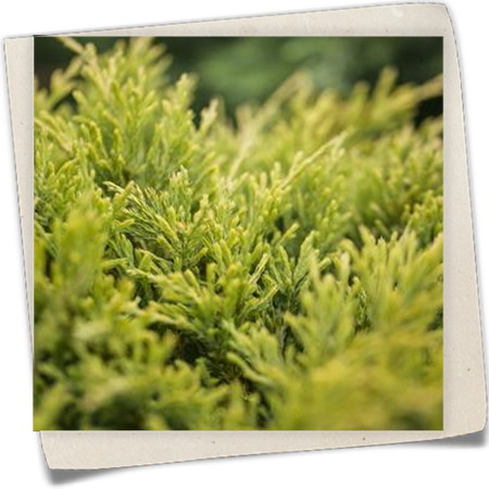 Teppichwacholder 'Limeglow' Teppichwacholder 'Limeglow'