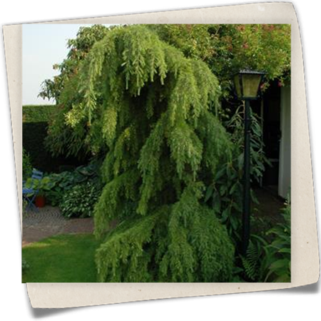 Europäische Hängelärche 'Pendula' Europäische Hängelärche 'Pendula'