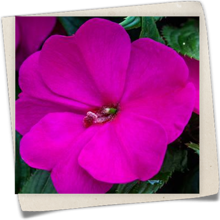 Edellieschen Edellieschen