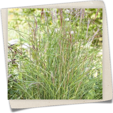 Garten-Chinaschilf 'Kleine Fontäne' Garten-Chinaschilf 'Kleine Fontäne'