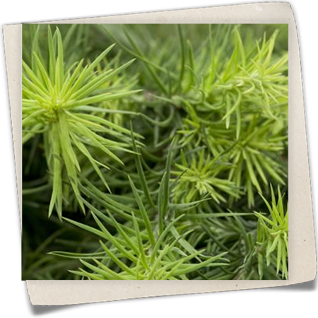 Blaue Zwerglärche 'Blue Dwarf' Blaue Zwerglärche 'Blue Dwarf'