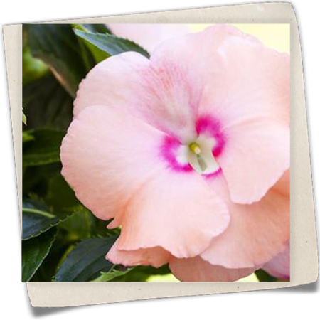 Sonnenlieschen Sonnenlieschen