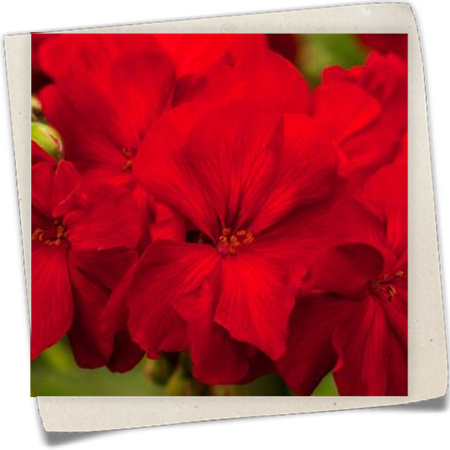 Pelargonie 'Cassiopeia'® Pelargonie 'Cassiopeia'®