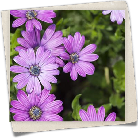 Kapkörbchen Kapkörbchen