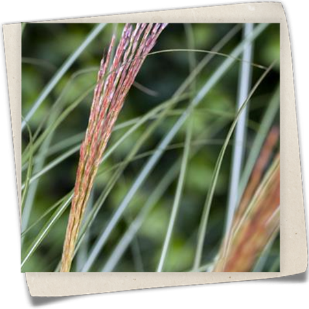 Garten-Chinaschilf 'Kleine Silberspinne' Garten-Chinaschilf 'Kleine Silberspinne'