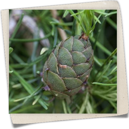 Japanische Lärche 'Grey Pearl' Japanische Lärche 'Grey Pearl'