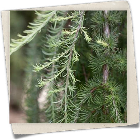 Hänge-Lärche 'Stiff Weeper' Hänge-Lärche 'Stiff Weeper'