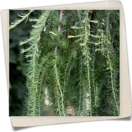 Japanische Hänge-Lärche 'Pendula' Japanische Hänge-Lärche 'Pendula'