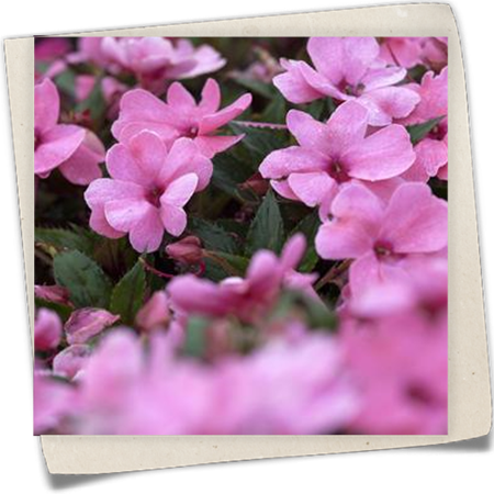 Sonnenlieschen Sonnenlieschen