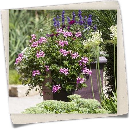 Hängegeranie Hängegeranie