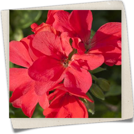 Hängegeranie Hängegeranie