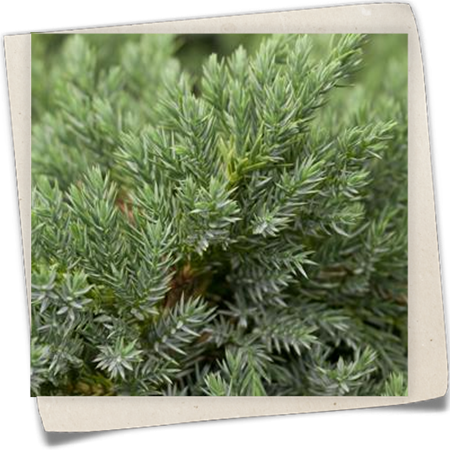 Bodenwacholder 'Blue Carpet' Bodenwacholder 'Blue Carpet'