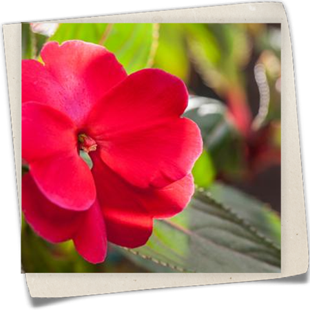 Sonnenlieschen Sonnenlieschen