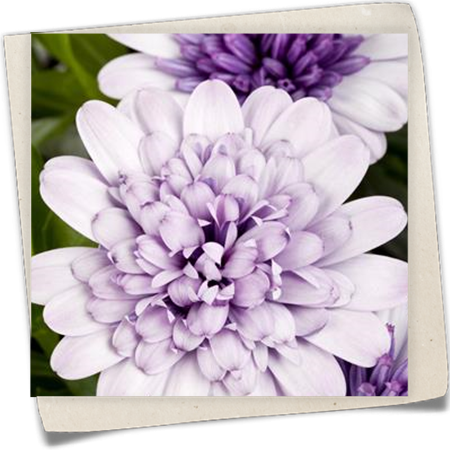 Kapkörbchen 'FlowerPower'® Kapkörbchen 'FlowerPower'®