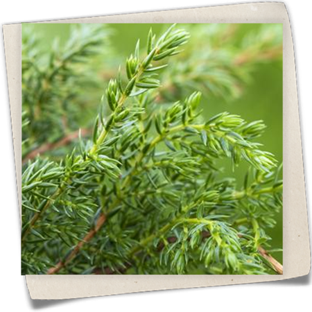 Zwergwacholder 'Holger' Zwergwacholder 'Holger'