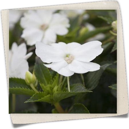 Sonnenlieschen Sonnenlieschen