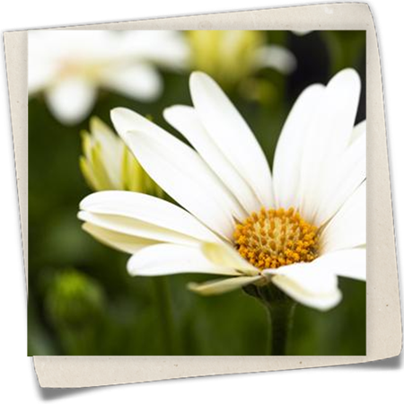 Kapkörbchen 'SummerHero'® Kapkörbchen 'SummerHero'®