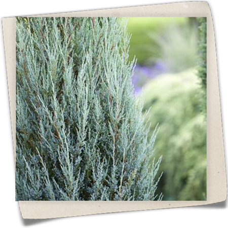 Virginischer Wacholder 'Blue Arrow' Virginischer Wacholder 'Blue Arrow'