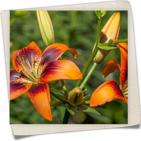 Asiatische Lilie Asiatische Lilie