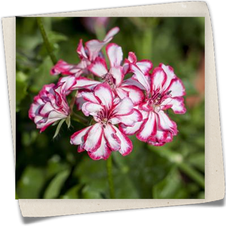 Hängegeranie 'Mexikanerin' Hängegeranie 'Mexikanerin'