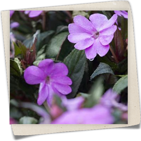 Sonnenlieschen 'SunPatiens'™ Sonnenlieschen 'SunPatiens'™