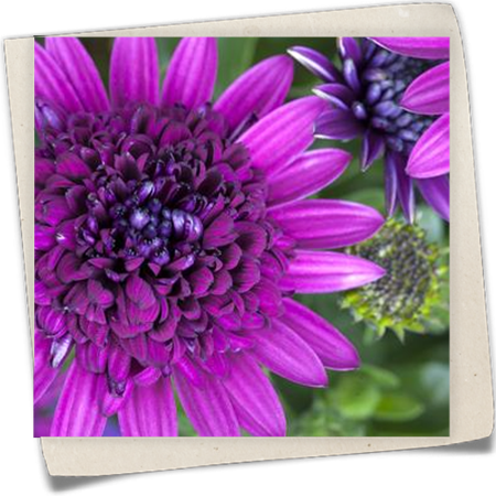 Gefülltblühendes Kapkörbchen Gefülltblühendes Kapkörbchen