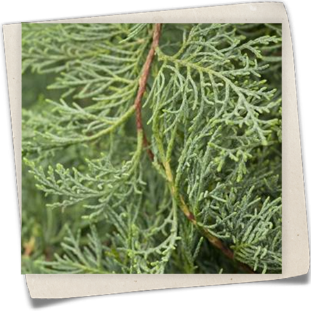 Strauchwacholder 'Grey Owl' Strauchwacholder 'Grey Owl'