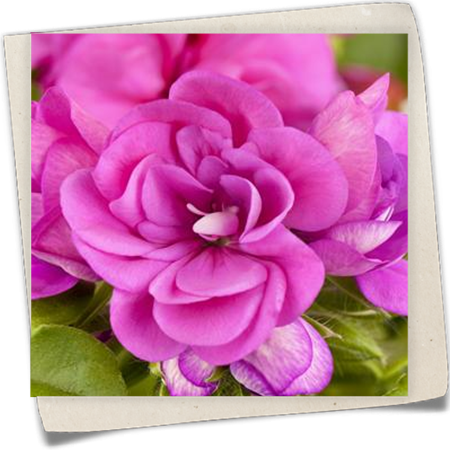 Hängegeranie Hängegeranie