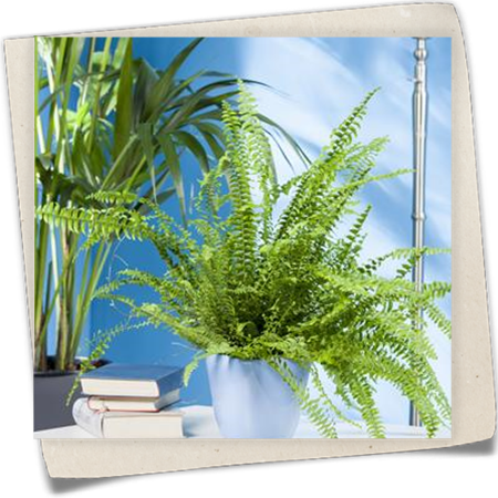 Schwertfarn Schwertfarn