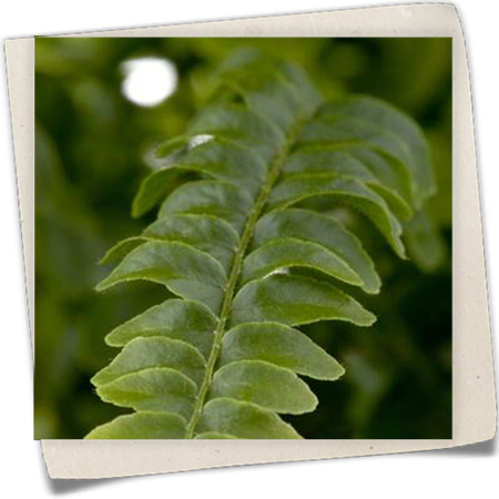 Schwertfarn 'Green Lady' Schwertfarn 'Green Lady'