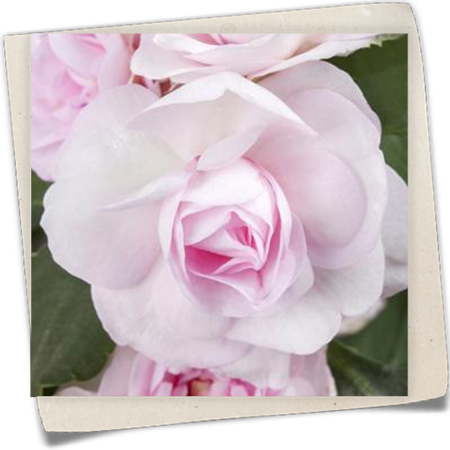 Fleißiges Lieschen Fleißiges Lieschen