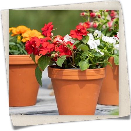 Fleißiges Lieschen Fleißiges Lieschen