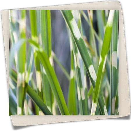 Garten-Zebraschilf Garten-Zebraschilf