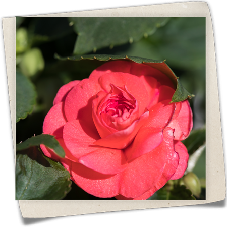 Fleißiges Lieschen Fleißiges Lieschen